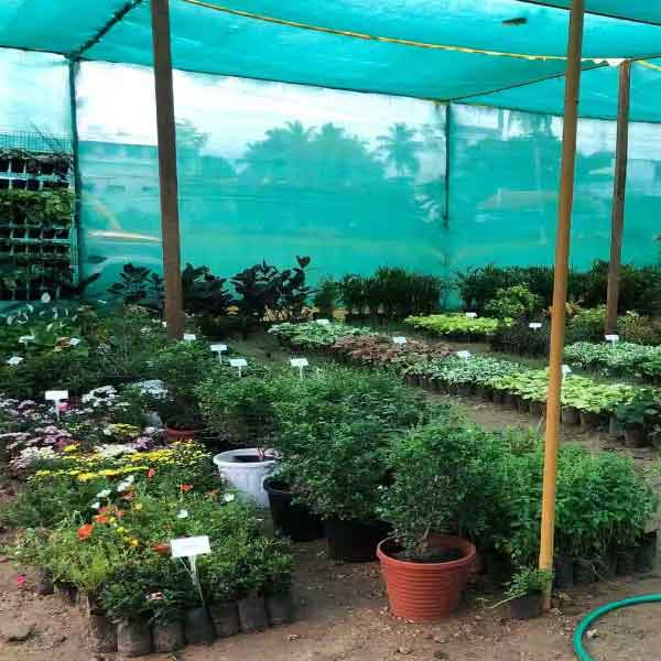 Nursery rising by young widows