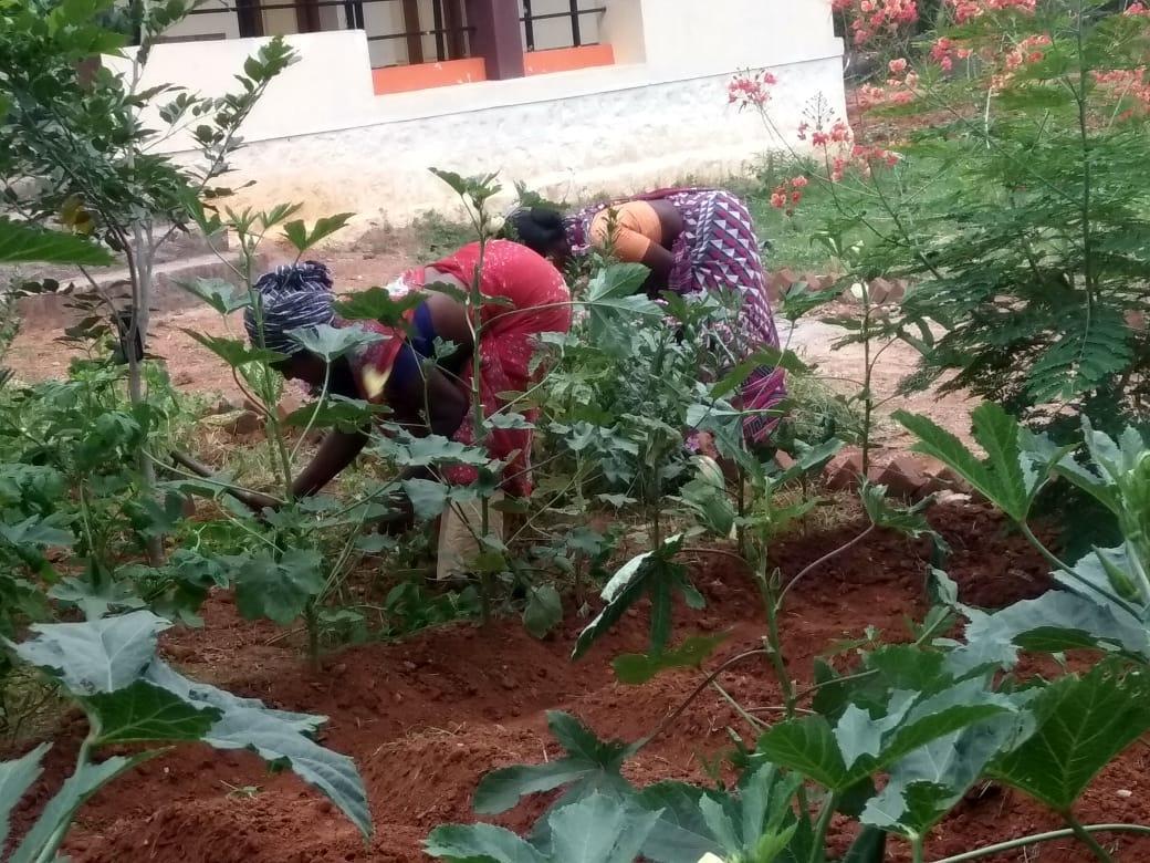 Vegetable garden at Kolunji Ecological Farm